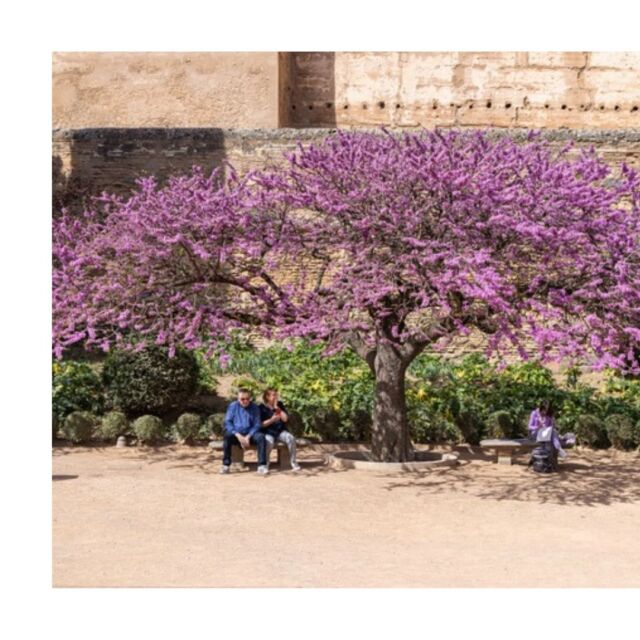 📸✨ Fotoreis naar Andalusië – Laatste plekken! ✨📸

Droom jij ervan om je fotografie skills te verbeteren onder de Spaanse zon? ☀️ Ga van 11 t/m 16 april mee op een 6-daagse fotoreis naar de prachtige Lecrín Vallei in Andalusië!

✅ Voor beginners & gevorderden
✅ Kleinschalige groep (max. 6 personen)
✅ Verblijf in een sfeervolle dorpswoning
✅ Ontdek en fotografeer adembenemende locaties
✅ Leer nóg meer over je camera in een ontspannen sfeer

📢 Laatste kans! Er zijn nog maar 2 plekken beschikbaar.

Wil jij erbij zijn? Stuur een berichtje of meld je direct aan! 📩✨ #fotoreis #Andalusië #fotografie #reisfotografie #fotografieonderdespansezon
